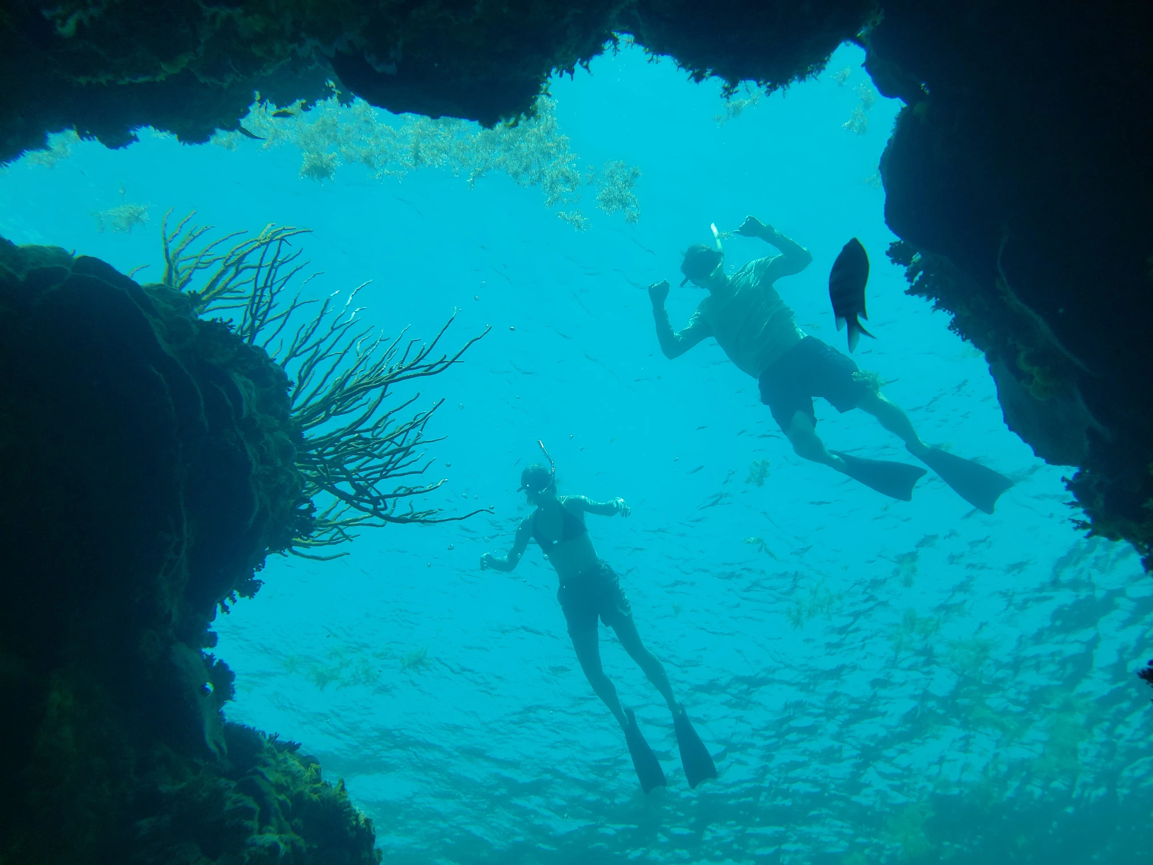 Picture of Coral Gardens