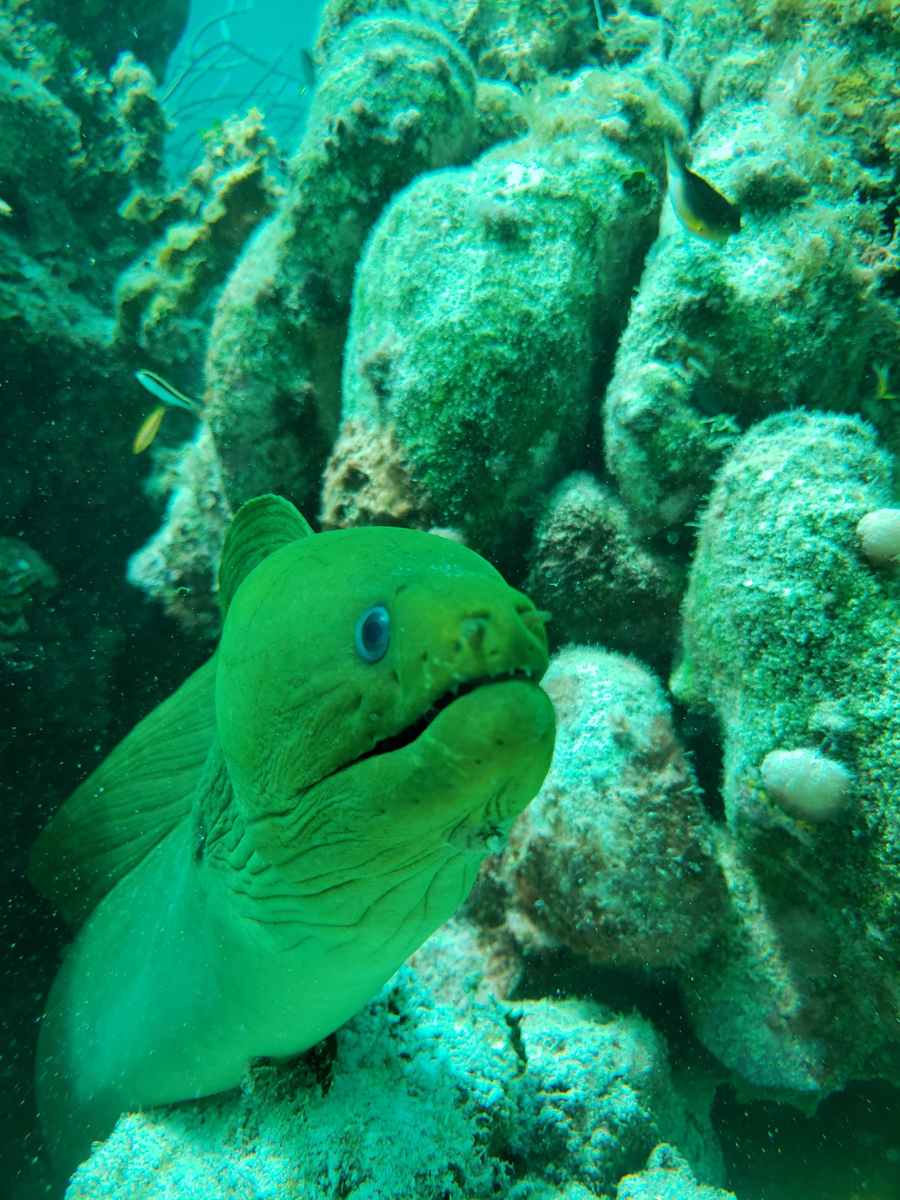 Picture of the Esmeralda