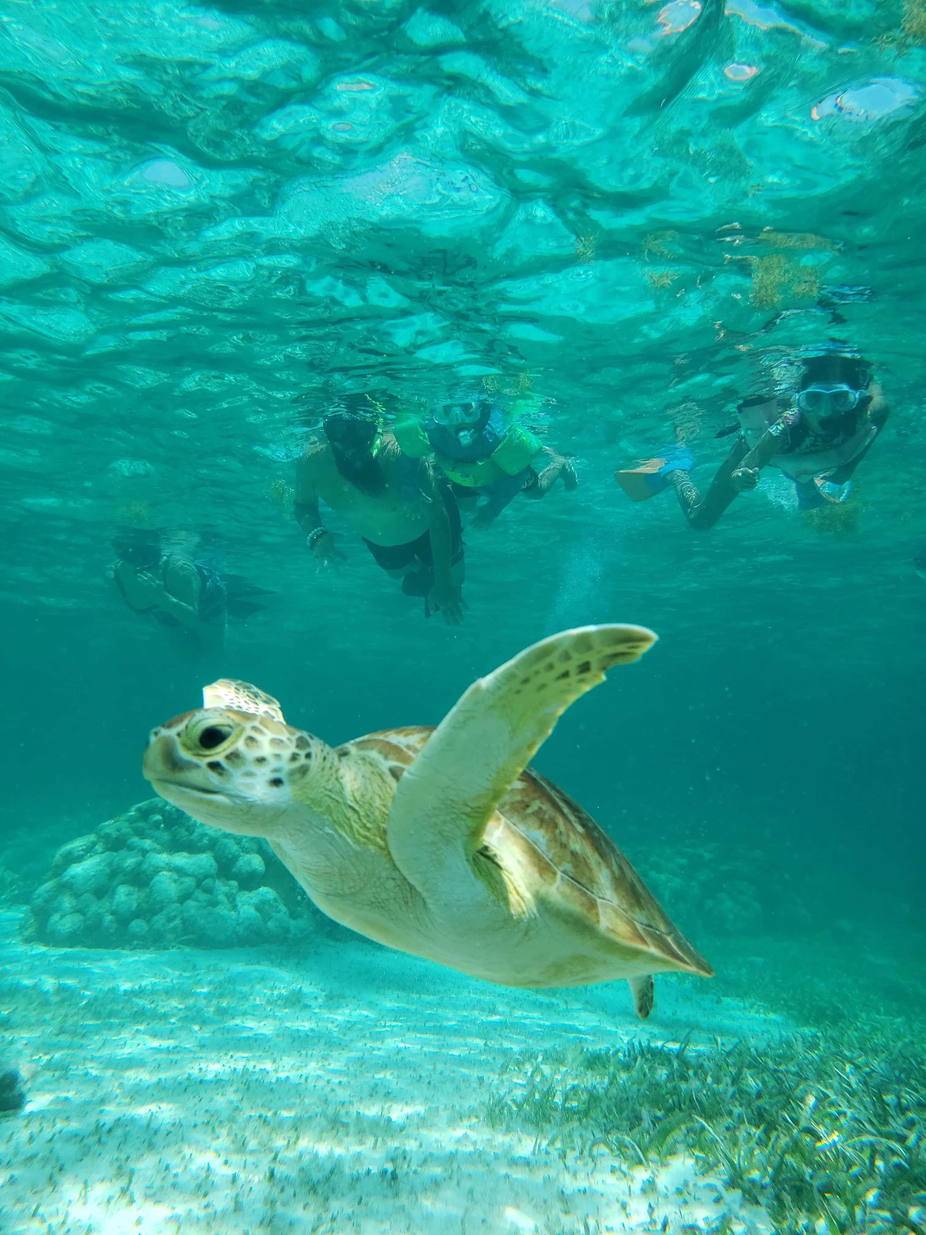 Picture of Hol Chan Marine Reserve