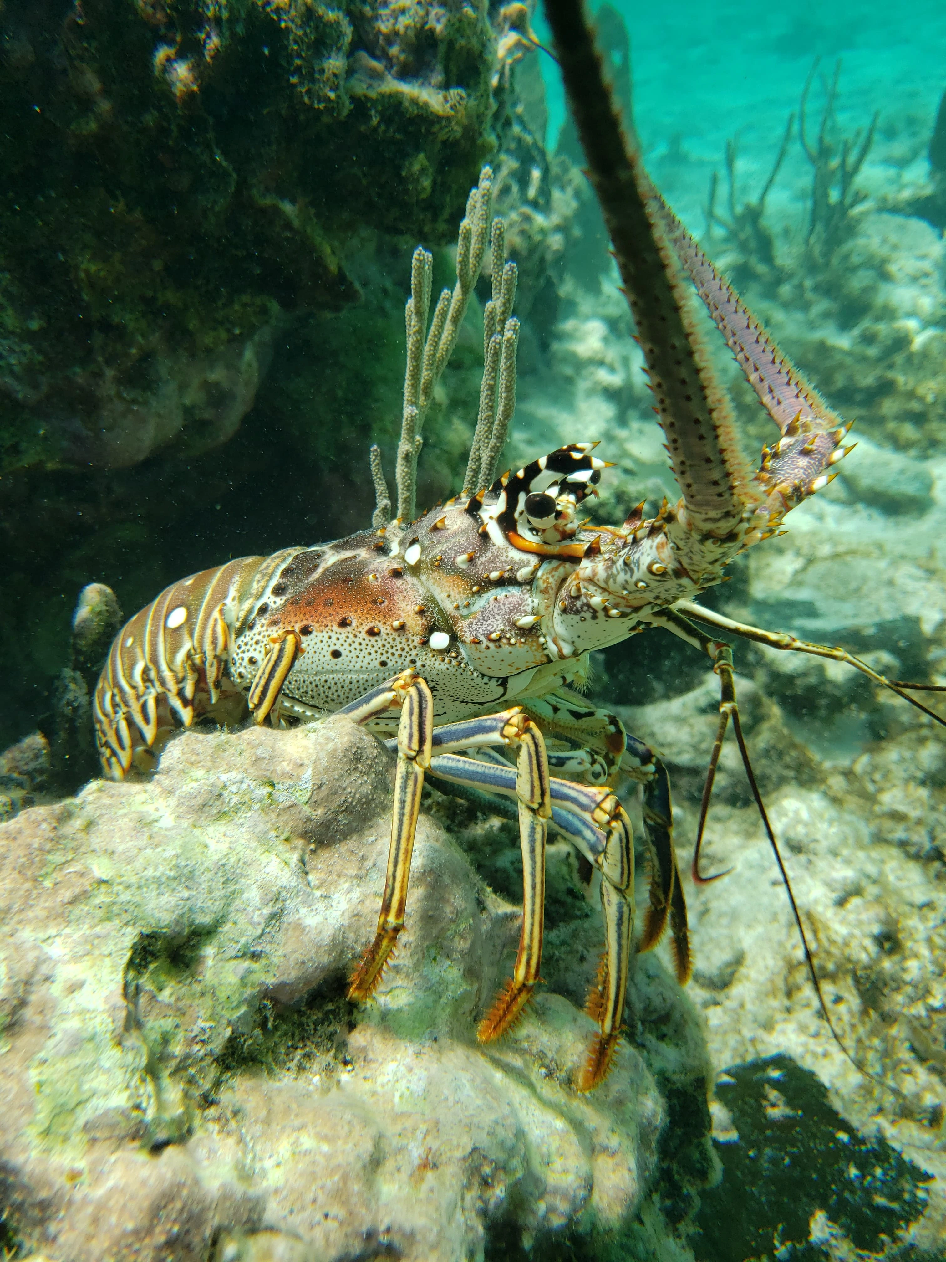 Picture of a Lobster
