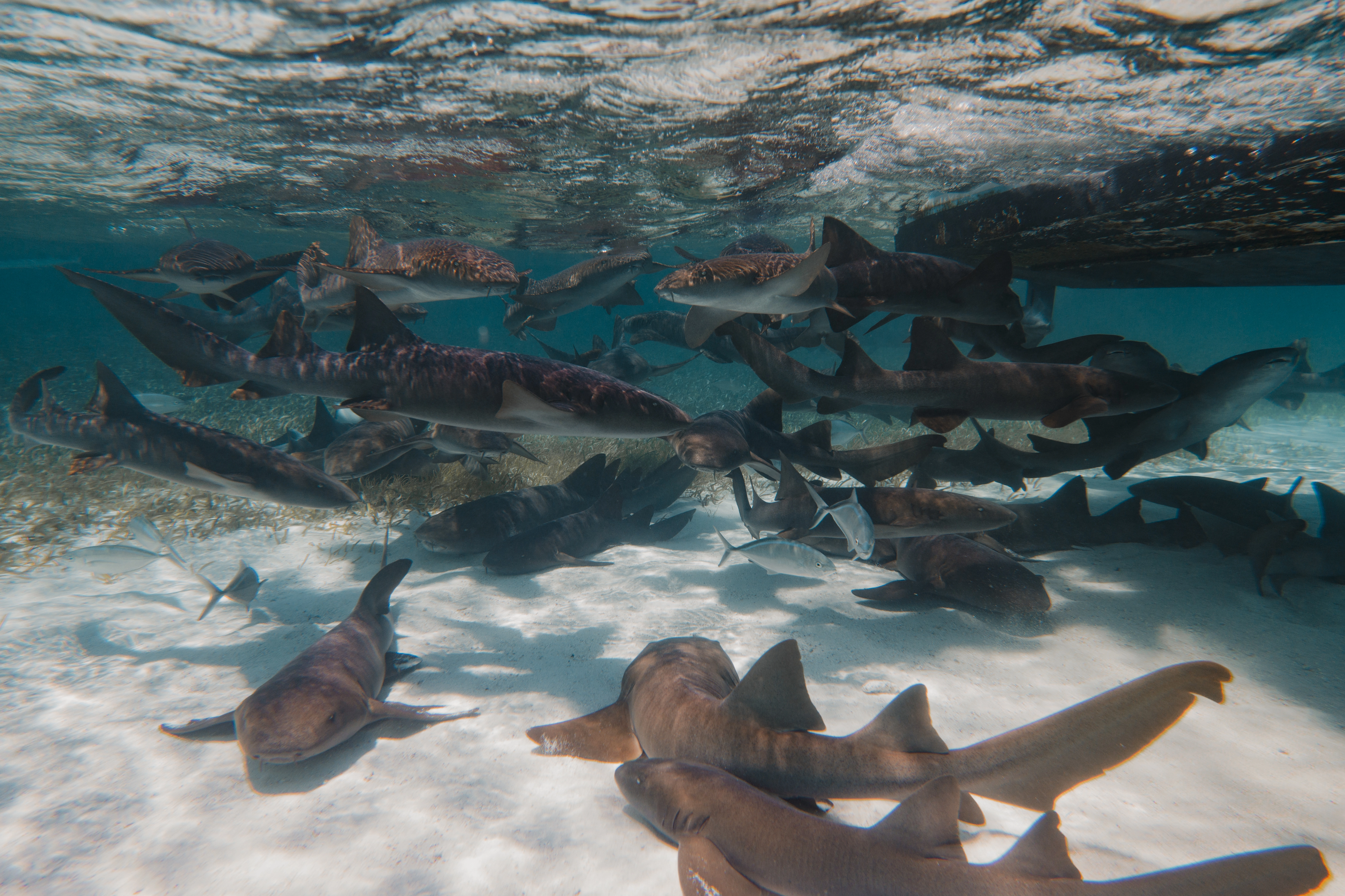 Picture of the Shark and Ray Alley